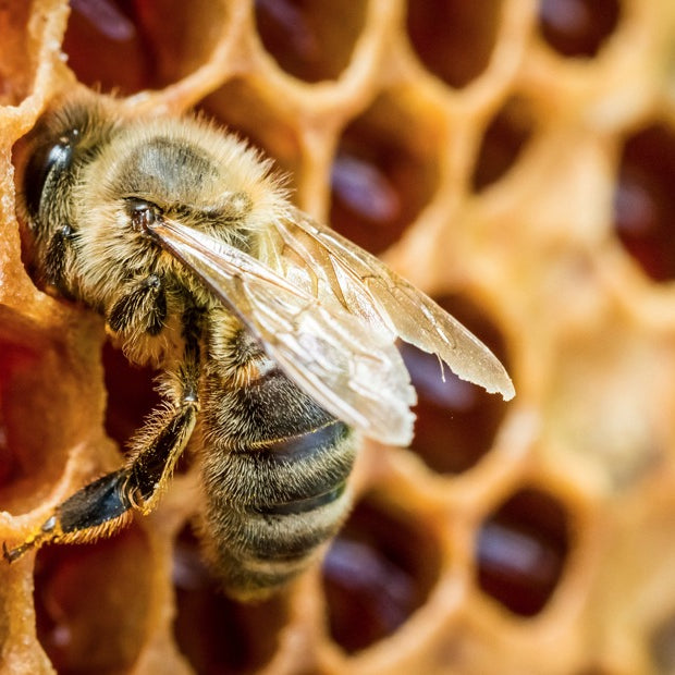 Top 10 Health Benefits of Royal Jelly
