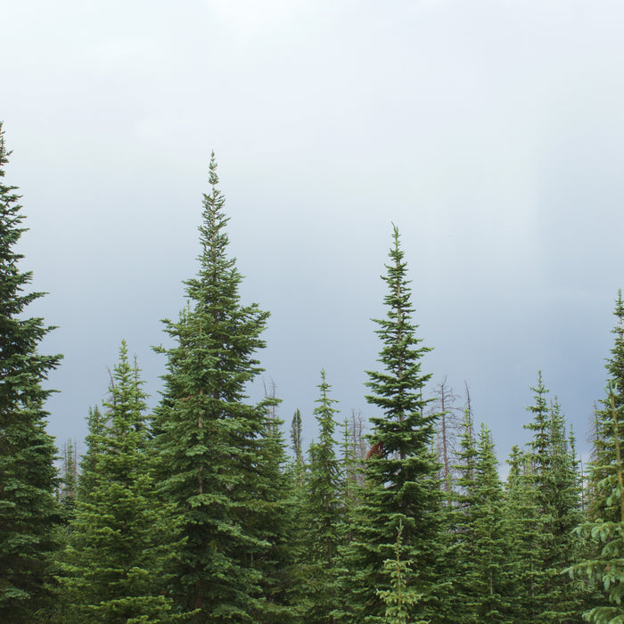 10 Health Benefits of French Maritime Pine Bark