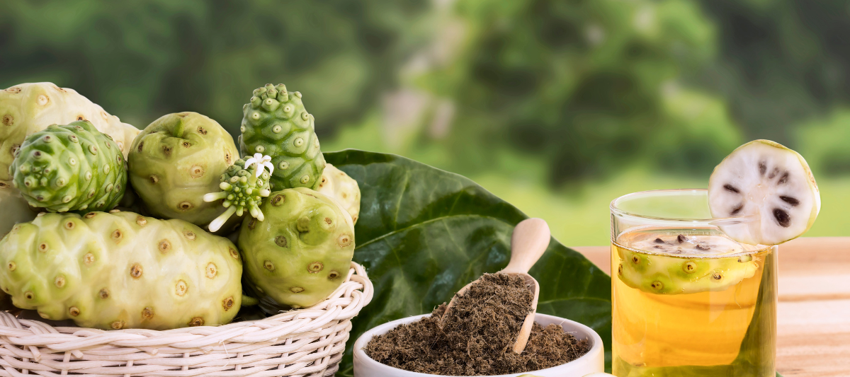 Noni Juice - 12 Benefits and why it is good for you