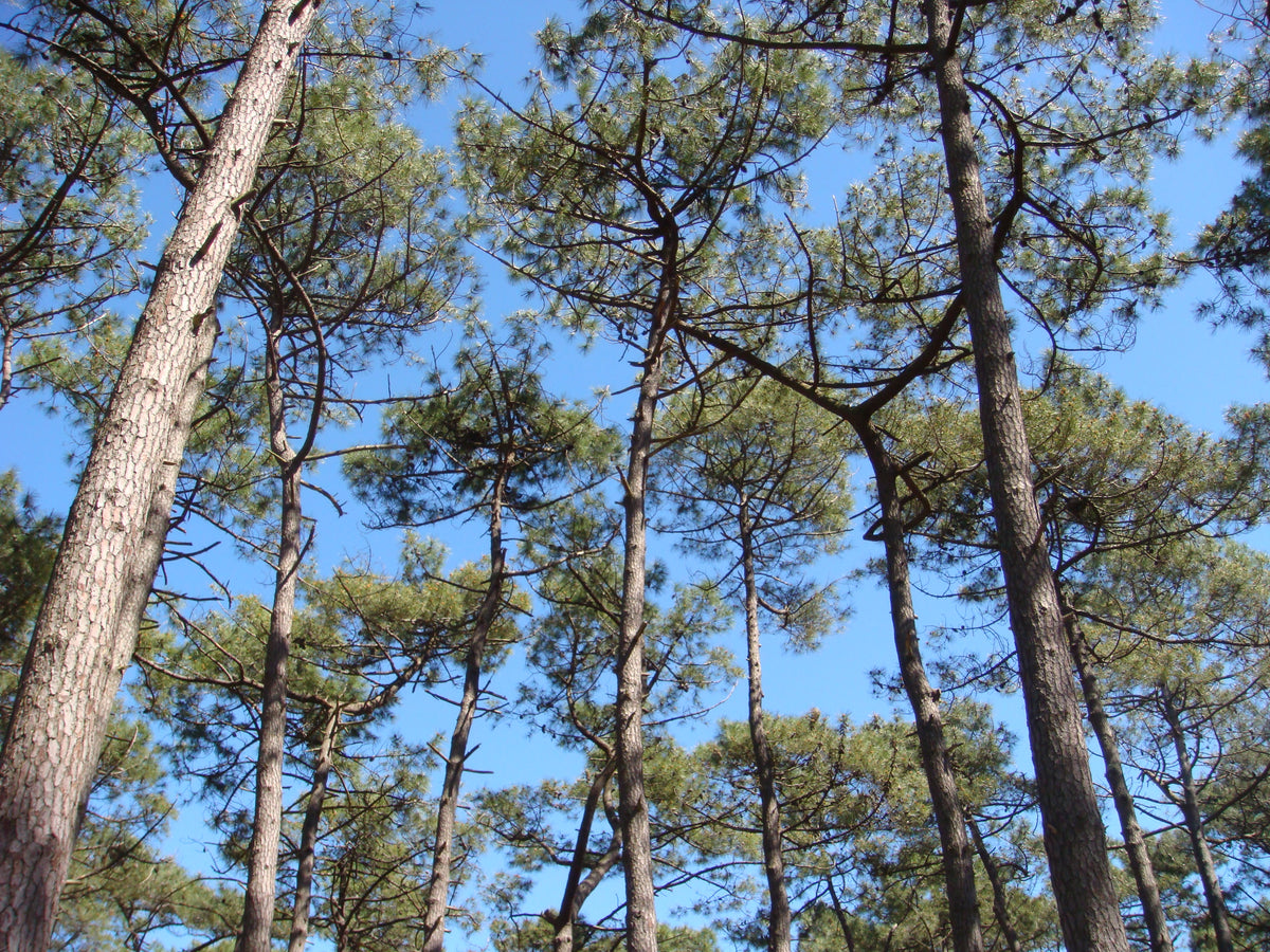 Unlocking the Potent Benefits of Nature’s Farm Pycnogenol Pine Bark Extract: A Superior Alternative to Common Supplements