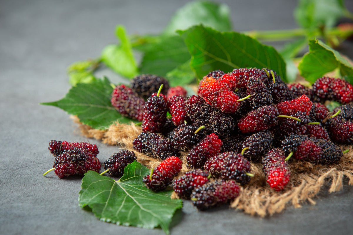 The Skin-Loving Benefits of Mulberries: Nature’s Secret to Glowing, Youthful Skin
