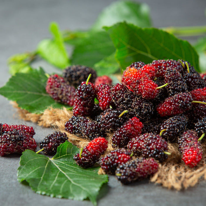 The Skin-Loving Benefits of Mulberries: Nature’s Secret to Glowing, Youthful Skin ✨
