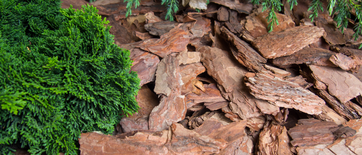 Difference between Pycnogenol, Pine Bark Extract & Grape Seed What a